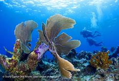 Cayman Islands Scuba Diving Holiday. Cayman Brac Dive Centre. Coral Divers.